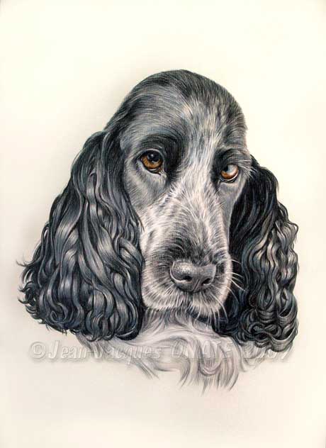Portrait de Bakie, cocker anglais, ralis au crayon de couleur